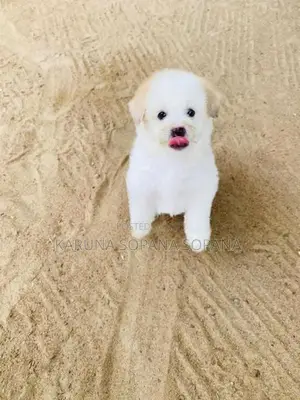 Terrier Puppies