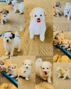 Terrier Puppies