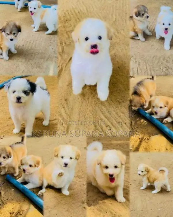 Terrier Puppies
