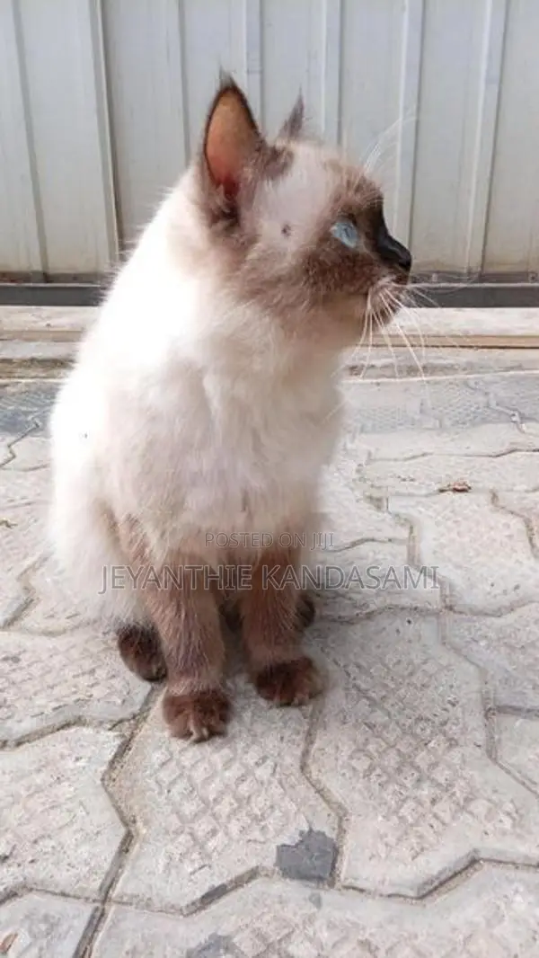 Persian maha saththu