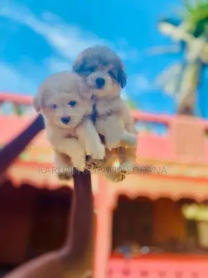 Terrier Puppies