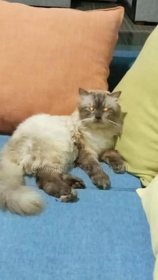 Persian maha saththu