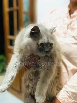 Persian maha saththu