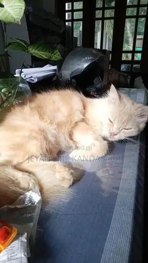 Persian maha saththu