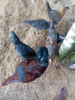 කුකුළන් ව්කිනිමට