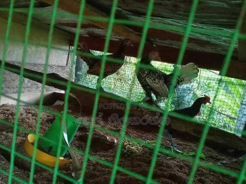 කුකුළන් ව්කිනිමට