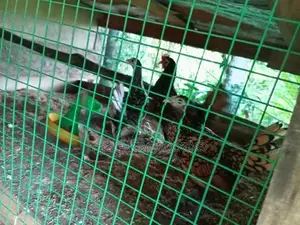 කුකුළන් ව්කිනිමට