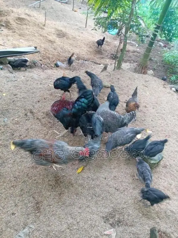 කුකුළන් ව්කිනිමට