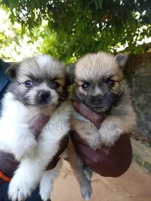 Lion Pomeranian Puppies
