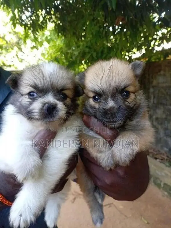 Lion Pomeranian Puppies