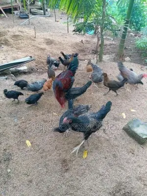 කුකුළන් ව්කිනිමට
