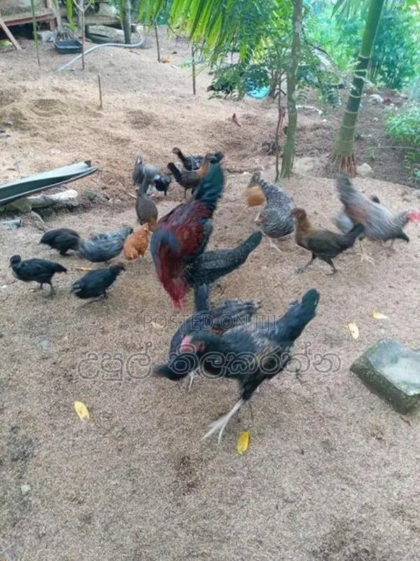 කුකුළන් ව්කිනිමට