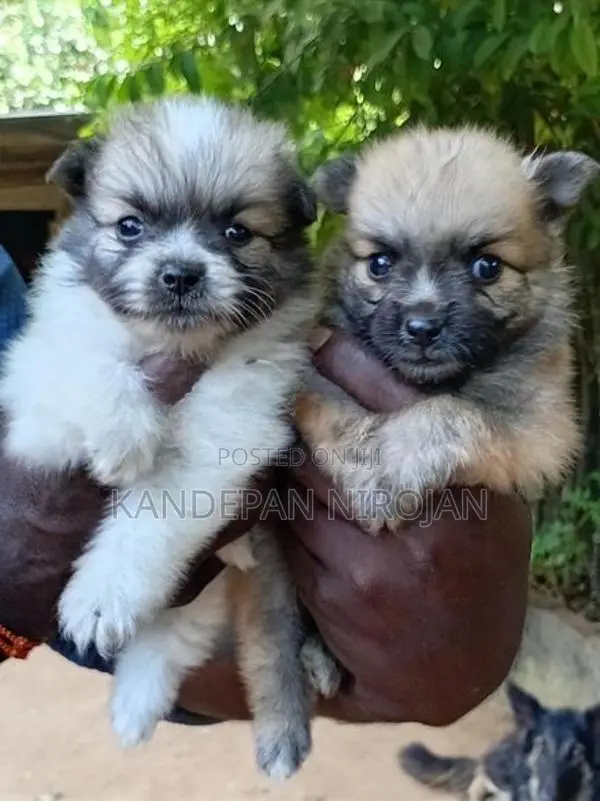 Lion Pomeranian Puppies