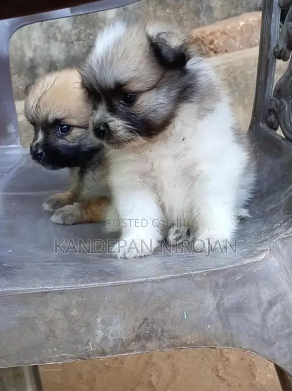 Lion Pomeranian Puppies