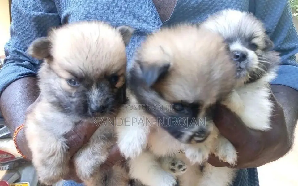 Lion Pomeranian Puppies