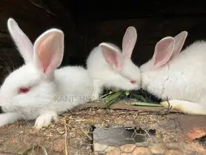 rabbit