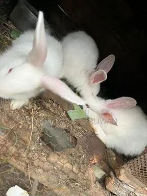 rabbit