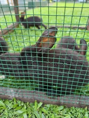 rabbit