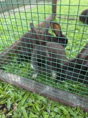 rabbit