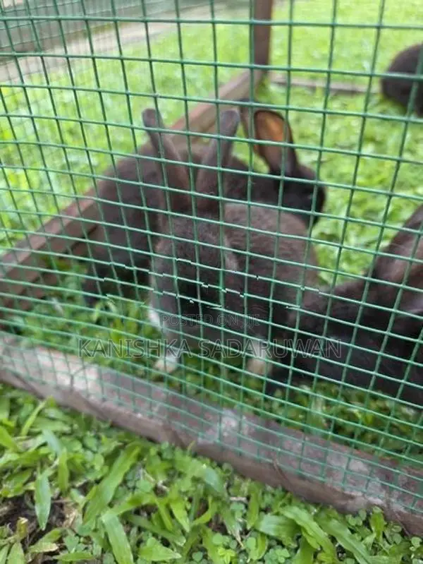 rabbit