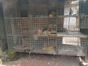බක්කි කුඩුවක්