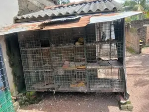 බක්කි කුඩුවක්