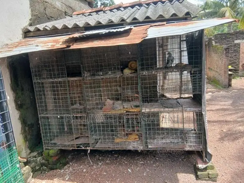 බක්කි කුඩුවක්