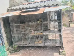 බක්කි කුඩුවක්