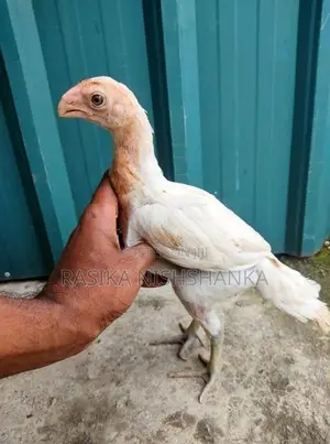 Parrot Beak Long Tail Chicks