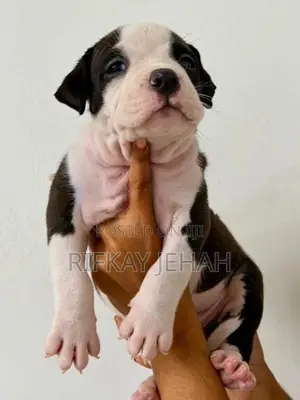 American Bully Puppies