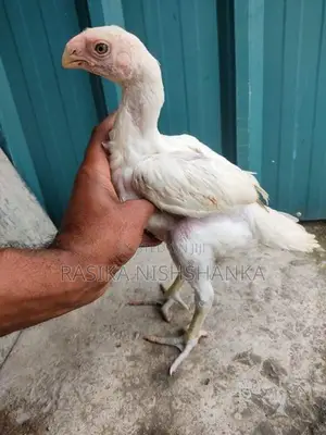 Parrot Beak Long Tail Chicks