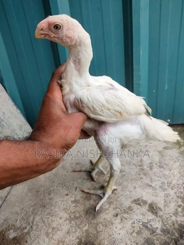 Parrot Beak Long Tail Chicks