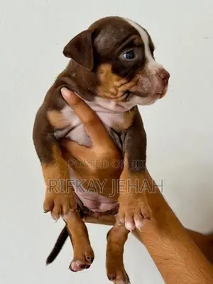American Bully Puppies