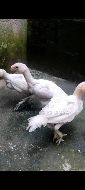 Parrot Beak Long Tail Chicks
