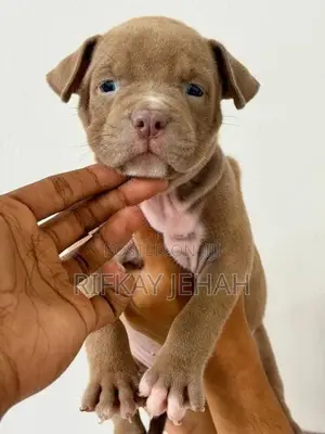 American Bully Puppies