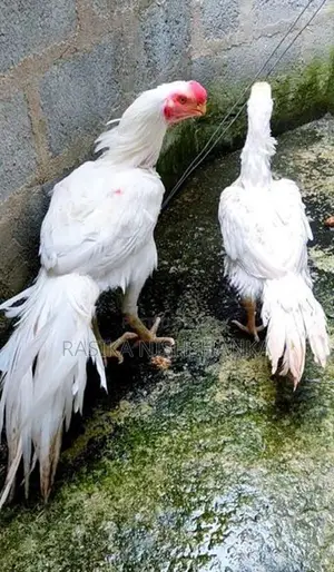 Parrot Beak Long Tail Chicks