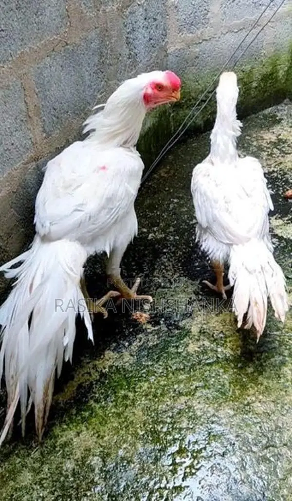 Parrot Beak Long Tail Chicks