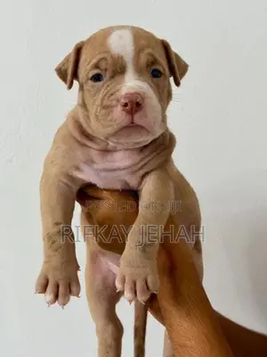 American Bully Puppies