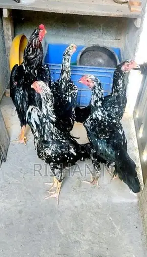 Shamos Chicks