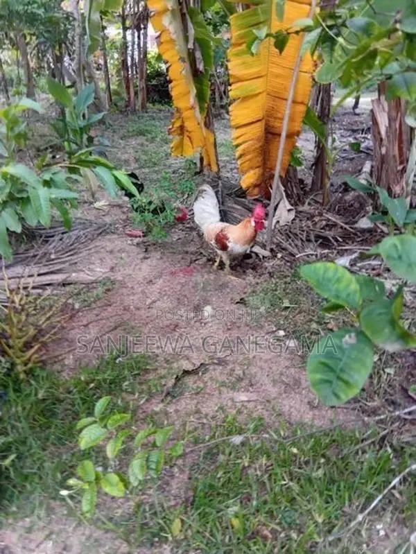 ගම්කුකුලන්