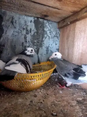 Pigeon