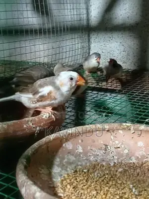 Finches Birds