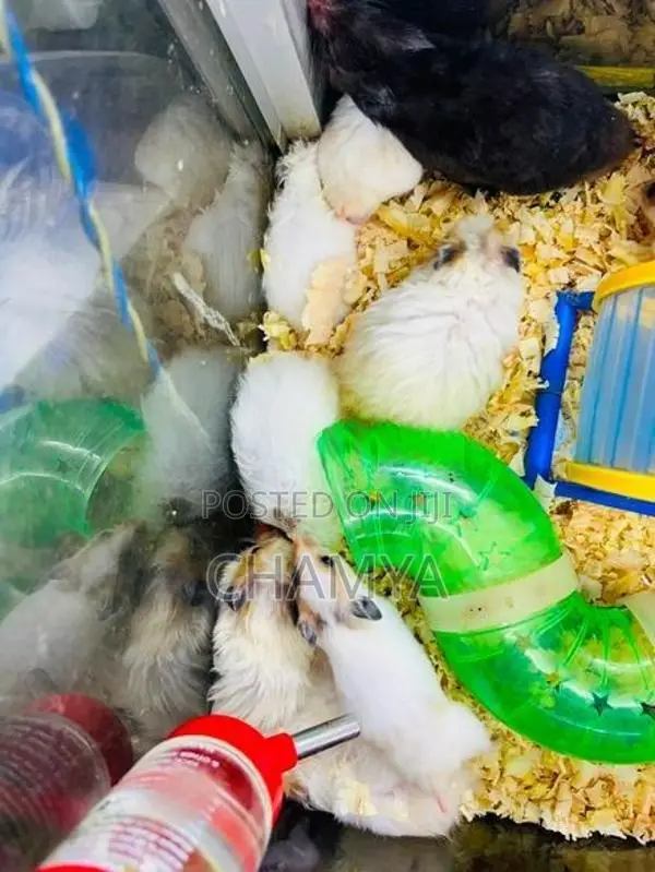Hamster