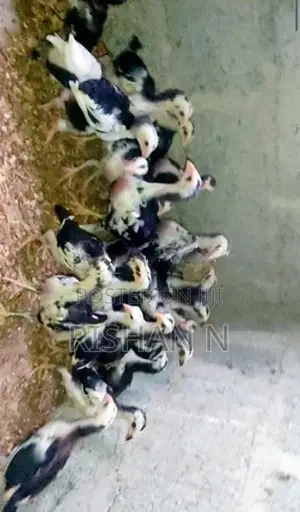 Shamos Chicks