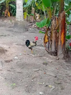 ගම්කුකුලන්