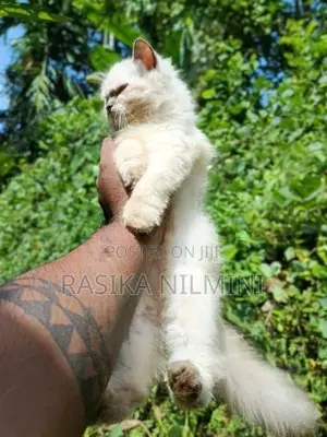 Himalayan Cat