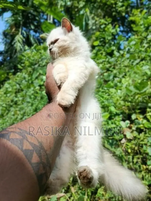 Himalayan Cat
