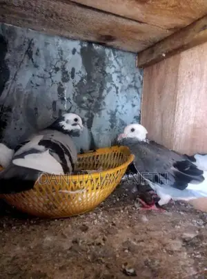Pigeon
