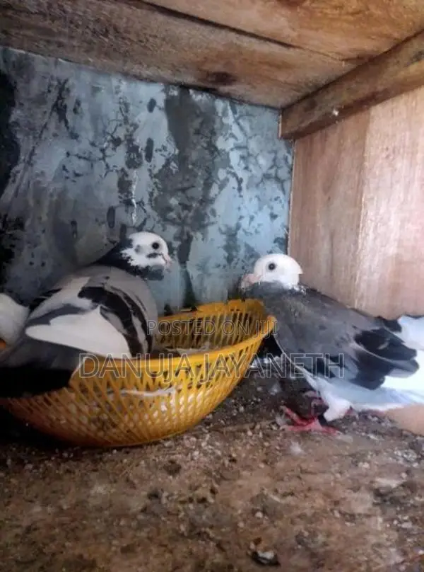 Pigeon