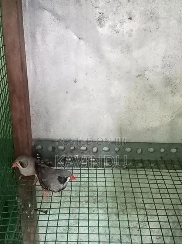 Finches Birds